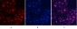 MYPT1 (phospho Thr853) Polyclonal Antibody