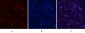 MYPT1 (phospho Thr853) Polyclonal Antibody