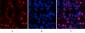MYPT1 (phospho Thr853) Polyclonal Antibody