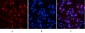 MYPT1 (phospho Thr853) Polyclonal Antibody