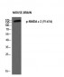 NMDAε2 (phospho Tyr1474) Polyclonal Antibody