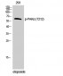 PAKα (phospho Thr212) Polyclonal Antibody