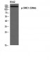 SMC1 (phospho Ser966) Polyclonal Antibody