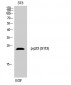 p23 (phospho Ser113) Polyclonal Antibody