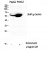 XIAP (phospho Ser87) Polyclonal Antibody