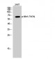 Akt1 (phospho Tyr474) Polyclonal Antibody