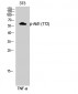 Akt1 (phospho Thr72) Polyclonal Antibody