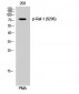 Raf-1 (phospho Ser296) Polyclonal Antibody
