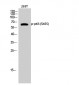 p63 (phospho Ser455) Polyclonal Antibody