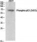 p63 (phospho Ser455) Polyclonal Antibody