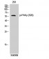 PAKγ (phospho Ser20) Polyclonal Antibody