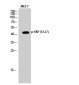 YAP (phospho Ser127) Polyclonal Antibody