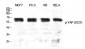 YAP (phospho Ser127) Polyclonal Antibody