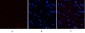 YAP (phospho Ser127) Polyclonal Antibody