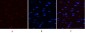 YAP (phospho Ser127) Polyclonal Antibody