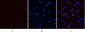 YAP (phospho Ser127) Polyclonal Antibody