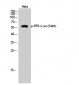 PFK-2 car (phospho Ser483) Polyclonal Antibody