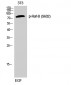 Raf-B (phospho Ser602) Polyclonal Antibody