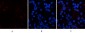 p38 (phospho Tyr323) Polyclonal Antibody