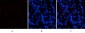 p38 (phospho Tyr323) Polyclonal Antibody