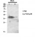 p38 (phospho Tyr323) Polyclonal Antibody