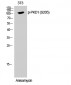 PKD1 (phospho Ser205) Polyclonal Antibody