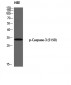 Caspase-3 (phospho Ser150) Polyclonal Antibody