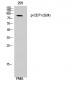 CD71 (phospho Ser24) Polyclonal Antibody