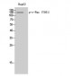 c-Fms (phospho Tyr561) Polyclonal Antibody