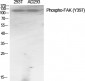 FAK (phospho Tyr397) Polyclonal Antibody