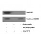 Smad3 (phospho Ser208) Polyclonal Antibody