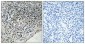 Cdc37 (phospho Ser13) Polyclonal Antibody