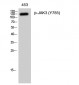 JAK3 (phospho Tyr785) Polyclonal Antibody