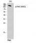 Per2 (phospho Ser662) Polyclonal Antibody