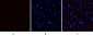 PI 3-kinase p85α (phospho Tyr607) Polyclonal Antibody