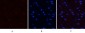 PI 3-kinase p85α (phospho Tyr607) Polyclonal Antibody