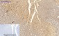 PI 3-kinase p85α (phospho Tyr607) Polyclonal Antibody