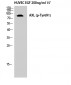 Axl (phospho Tyr691) Polyclonal Antibody