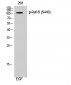 Raf-B (phospho Ser446) Polyclonal Antibody