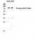 Raf-B (phospho Ser446) Polyclonal Antibody