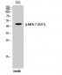 MEK-7 (phospho Ser271) Polyclonal Antibody