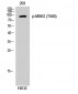 MSK2 (phospho Thr568) Polyclonal Antibody