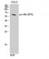 c-Src (phospho Ser75) Polyclonal Antibody