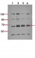 c-Src (phospho Ser75) Polyclonal Antibody