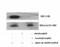 DDR1 (phospho Tyr513) Polyclonal Antibody