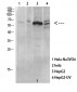 PRAK (phospho Thr182) Polyclonal Antibody
