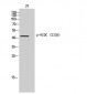 NUDC (phospho Ser326) Polyclonal Antibody