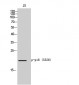 p16 (phospho Ser326) Polyclonal Antibody