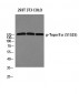 Topo IIα (phospho Ser1525) Polyclonal Antibody