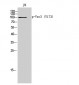 Vav3 (phospho Tyr173) Polyclonal Antibody